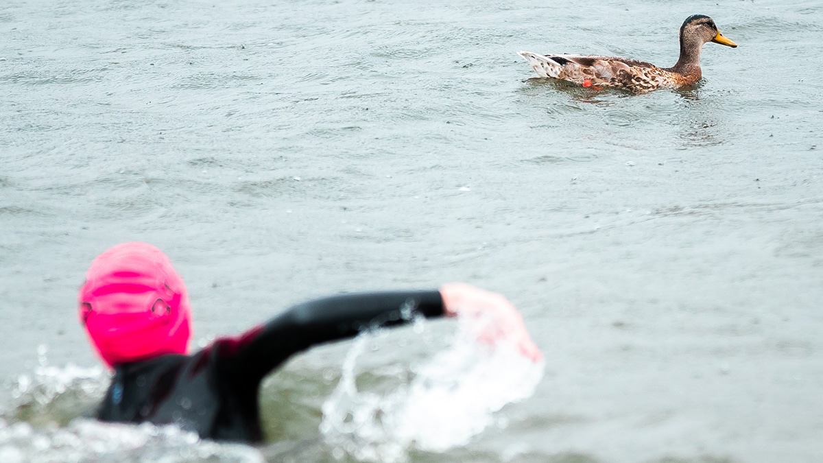 Ask the Expert: Ed Williams on how to prepare for an open water swim Ask the Expert: Ed Williams on how to prepare for an open water swim