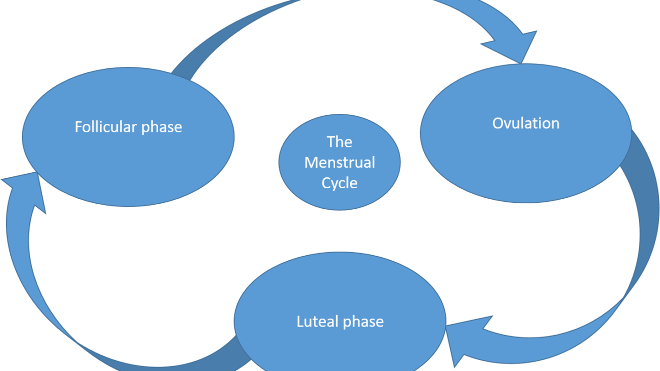 The 3 Stages of the Menstrual Cycle The 3 Stages of the Menstrual Cycle